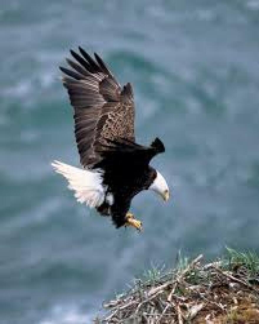 eagle_in_flight.jpg