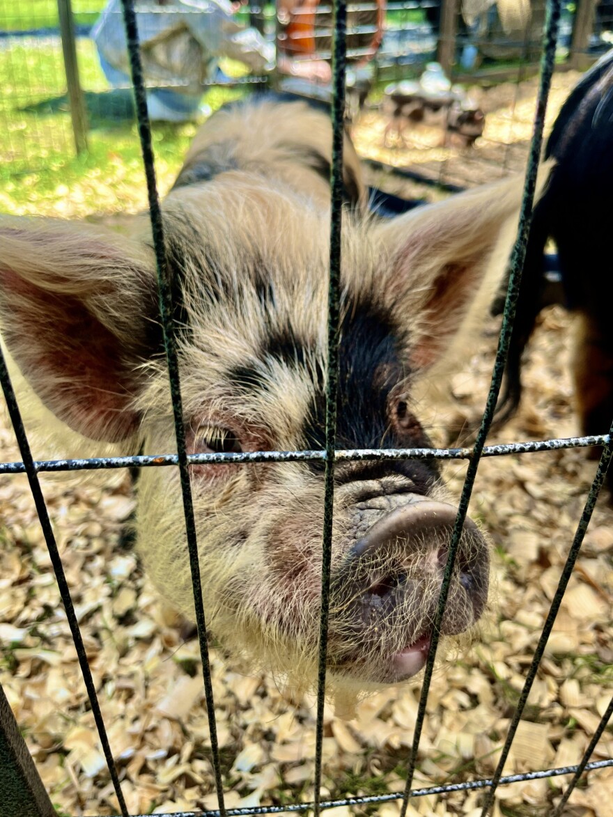 A pig in the petting zoo at Cornyval May 2, 2026