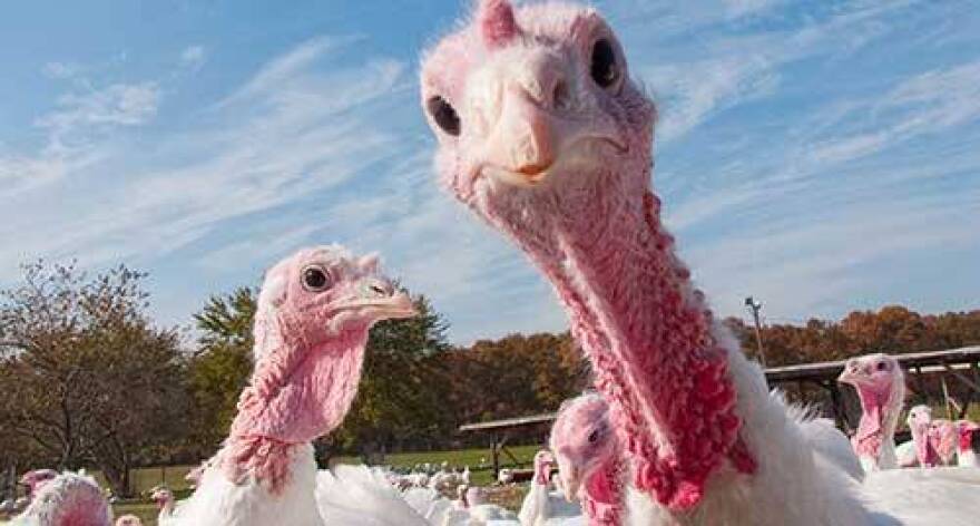 State veterinarian Bret Marsh says Indiana's recent outbreak of a different bird flu strain "reinforces the need for the record-keeping rule."