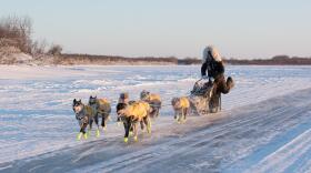 A musher in a big parka races down a river with some dead grass on the river bank in the background.