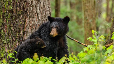 BLACK BEARS LOOKING FOR FOOD AND FEEDING