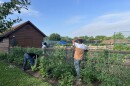 Three students from Sinclair Community College's English as a Second Language program work on the Flyer Farm during a hot summer day