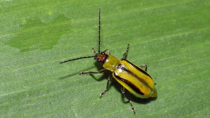 Western corn rootworm — a common pest for Indiana farmers.