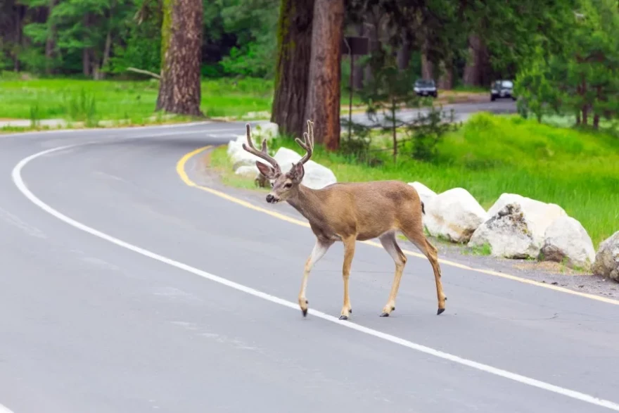 Deer crossing road.