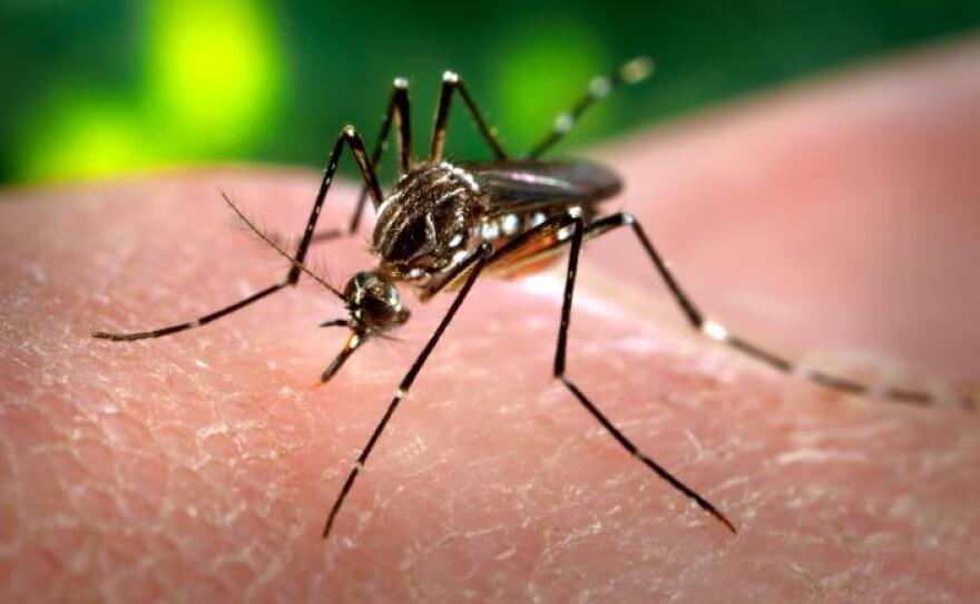 Zika Mosquito