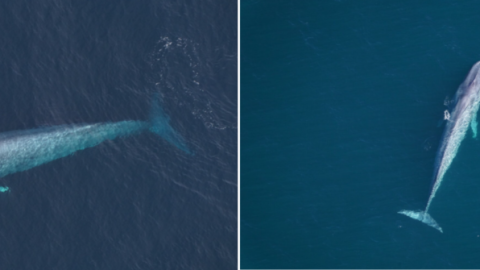 (LEFT) A blue whale seen by the New England Aquarium’s aerial survey team over Northeast Canyons and Seamounts Marine National Monument on Feb. 27, 2026. (RIGHT) One of two blue whales sighted over southern New England waters on Feb. 28, 2026.