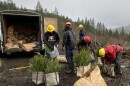 In this provided photo crews prepare to plant tree seedlings. 