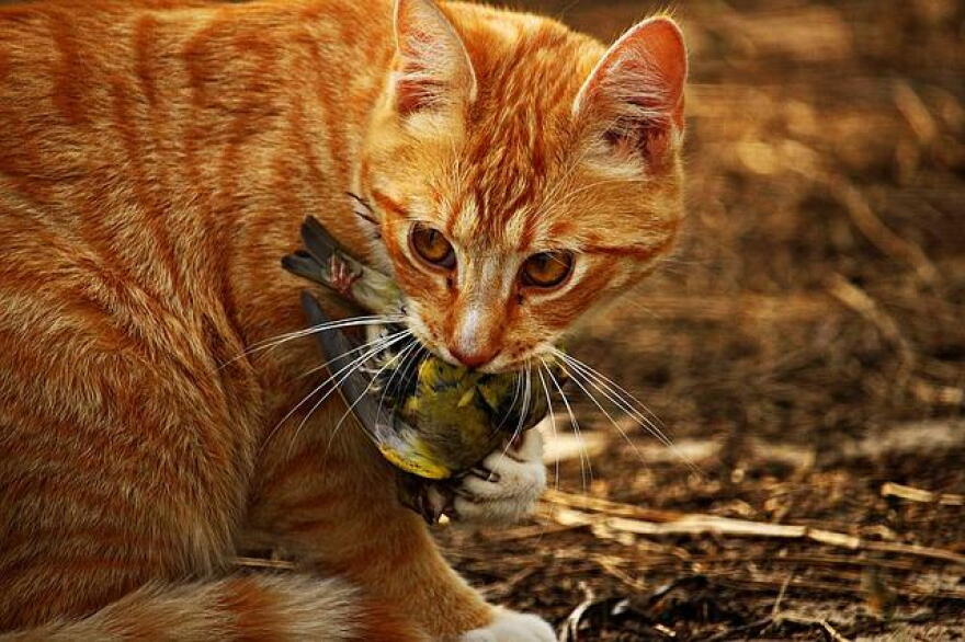 Housecat with a Bird
