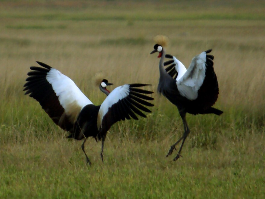 The grey-crowned crane, native to eastern and southern Africa, is endangered. Populations are declining 80 percent in some areas.