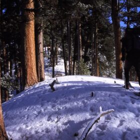 Wolf footprints in the River of No Return Wilderness with snow and pine trees