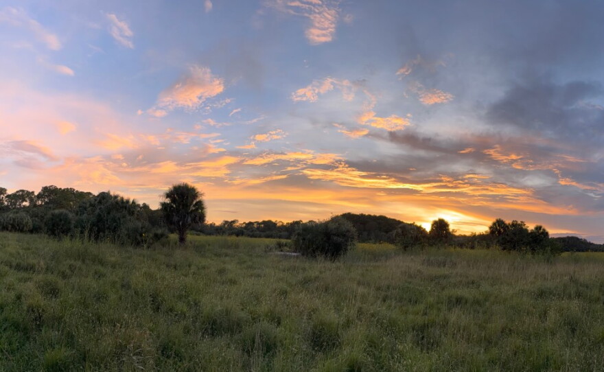 Acres and acres of Collier County Conservation Pepper Ranch Preserve are transformed into a sea of gold each October as the native wildflowers known as Southeastern sunflowers reach full bloom. As you travel to the sunflower fields spot deer, turkey, hawks, sandhill cranes and members of the resident cattle herd that call Pepper Ranch Preserve home.