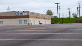 A lone goose sits in an empty Hobby Lobby parking lot in the wake of the coronavirus COVID-19 pandemic, Sunday, April 5, 2020, in Cincinnati.