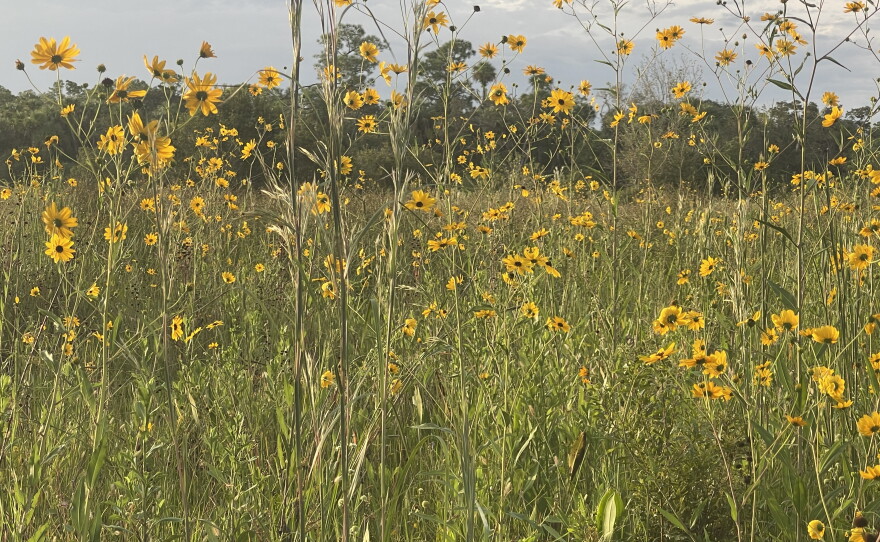 The Pepper Ranch Preserve in Pepper Ranch Preserve in Immokalee annually experiences a native sunflower bloom. Reservations for viewing the 2026 annual bloom event of native Southeastern sunflowers is available at  https://tinyurl.com/PepperRanchSunflowers.