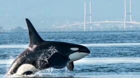 A large male killer whale in the Fraser River, where southern resident whales are now endangered. Photograph: jonmccormackphoto/Getty Images