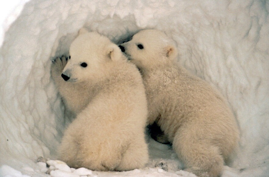 Polar bear cubs. Cubs emerge from their den in the spring and head to the ocean in search of food. Photo: USGS