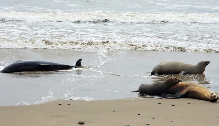 Channel Islands Marine & Wildlife Institute has been able to rescue over 100 sea mammals that were suffering from the algae outbreak.