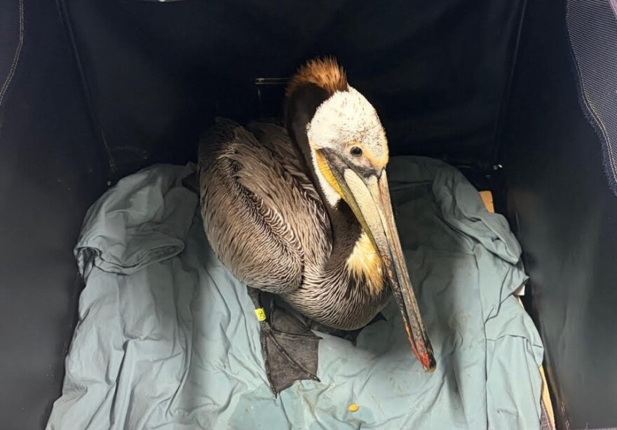 A pelican at the Santa Barbara Wildlife Care Network. The organization works with wild animals, like brown pelicans, in Santa Barbara and Ventura counties.