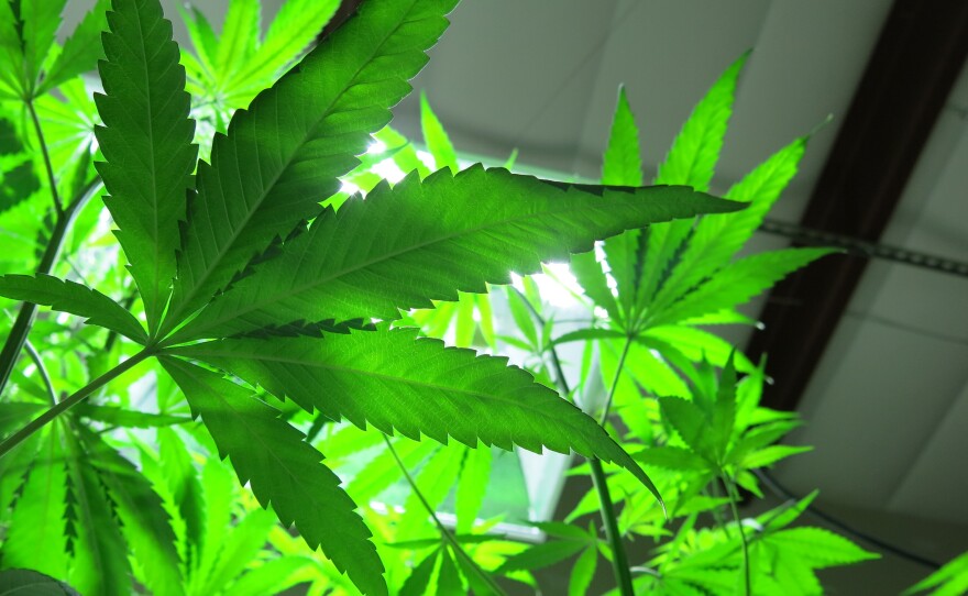 Hemp plants look much like their cousin, marijuana, but lack the THC compound that gives users a high. Hemp fibers are used to make rope, clothing and car interiors.