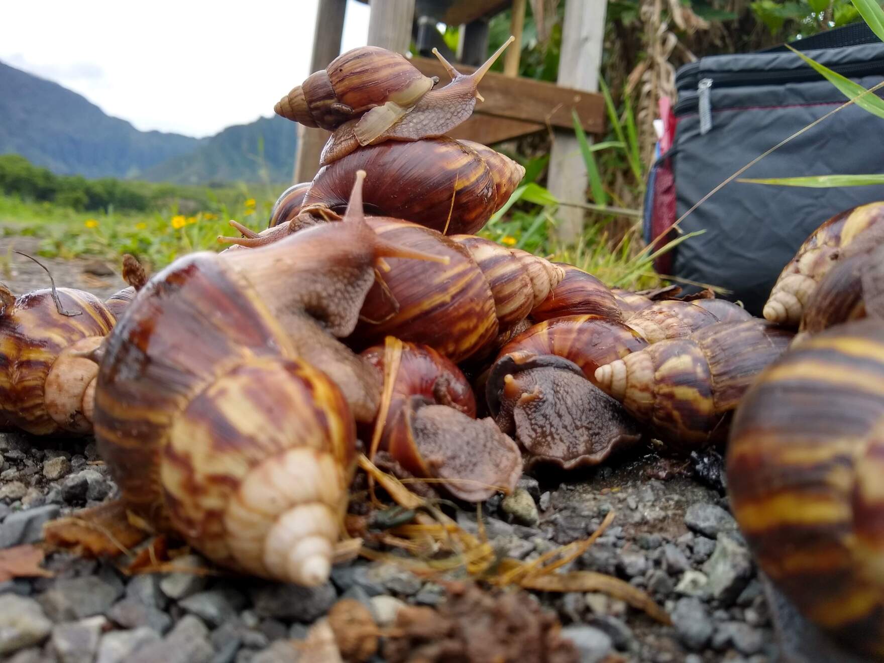 This is how rat lungworm disease spreads between rodents, snails and ...