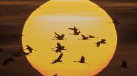 Migrating cranes fly during sunset near Straussfurt, central Germany. (Jens Meyer/AP)