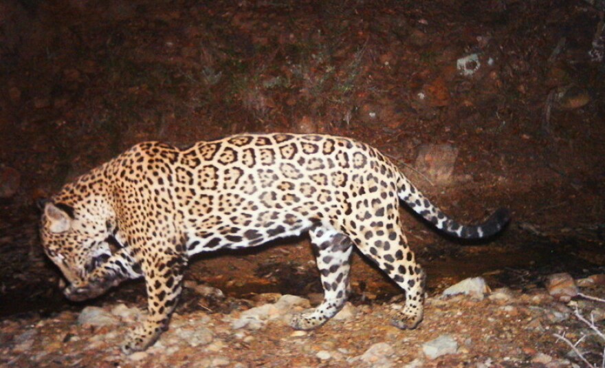Jaguar