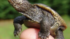 A diamondback terrapin hatchling.