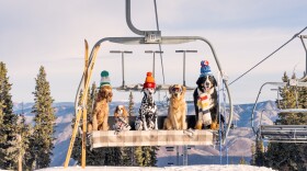 A pack of pups pose on a ski lift for fine art photographer Gray Malin.