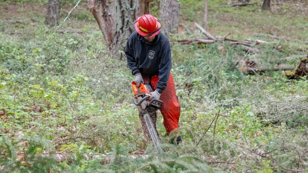 A man in a red helmet and orange pants uses a chainsaw in a forest.