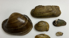 Photo of the six species of mussels that are part of the five year review