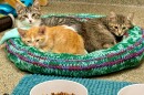 Lee County Domestic Animal Services in Fort Myers has plenty of cats and dogs up for adoption.