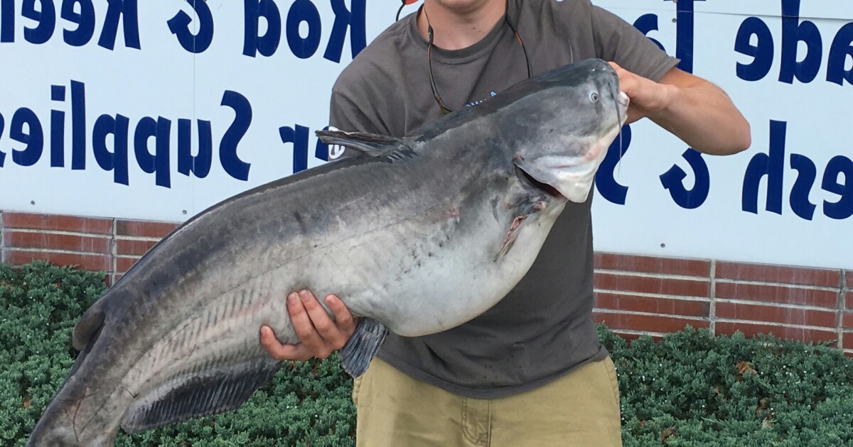 Catfish catch sets First State record Delaware First Media