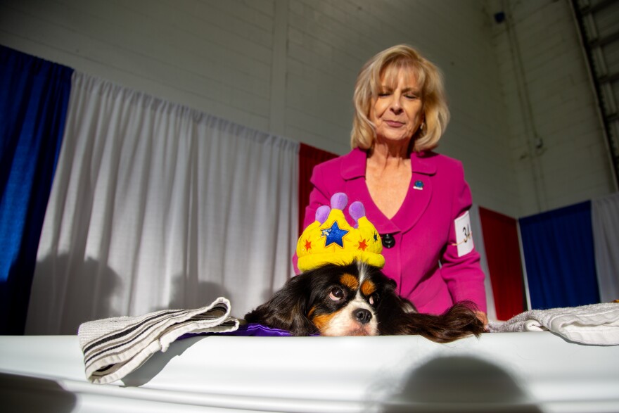 Linda Ogilvie of the Cavalier King Charles Spaniel Club of North Texas admires her Cavalier King Charles Spaniel "Dashy" during the Lone Star tar State Classic Dog Show in Dallas, Texas. The spaniels were shown as part of the "meet the breed" event, in which attendees could learn about the histories and characteristics of each breed.