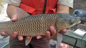 A grass carp.