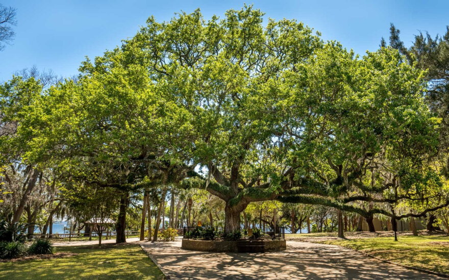 A sand live oak tree.
