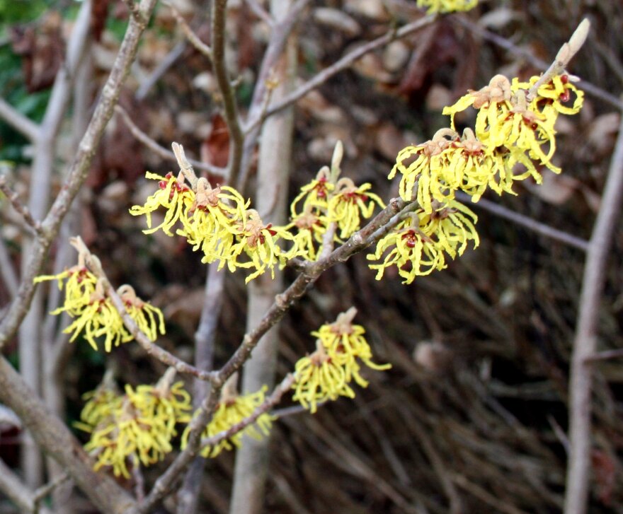 witch hazel