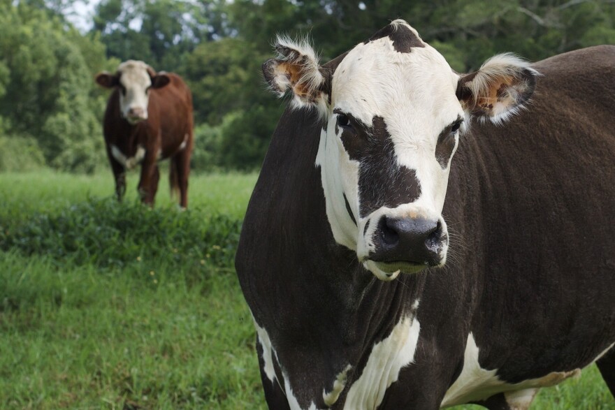 Cows graze in a field.