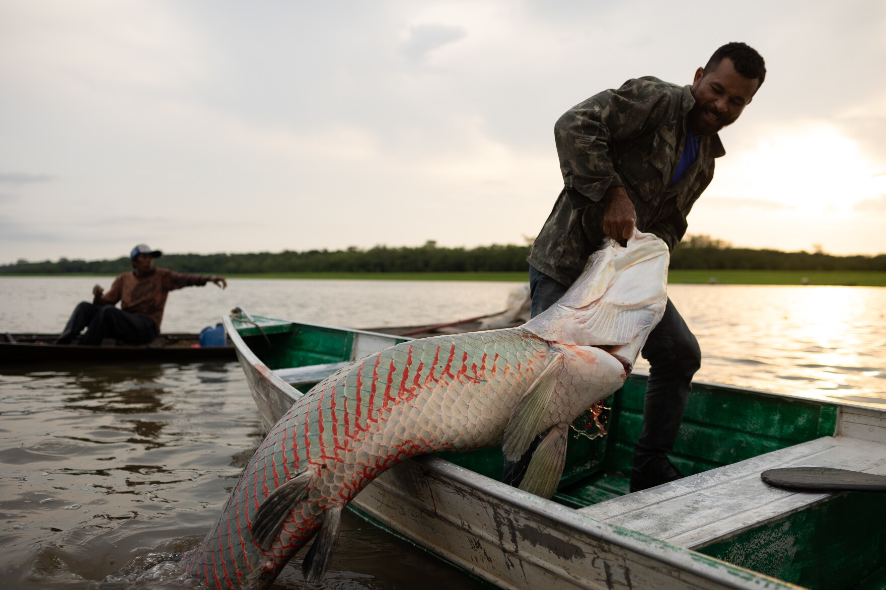 Piraruc Rare good news from the Amazon: Gigantic fish are thriving again | WVXU