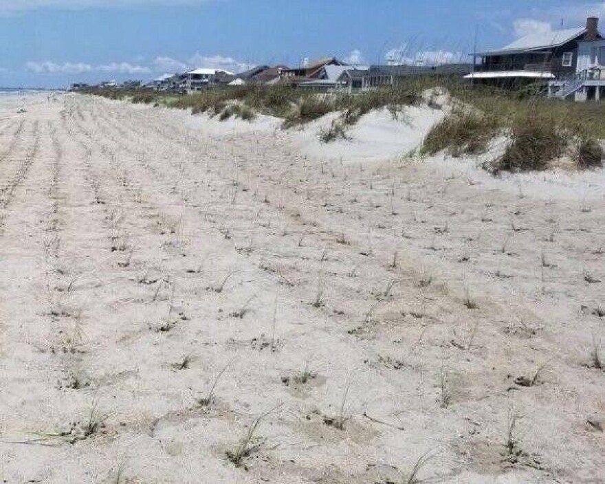 Portions of the Emerald Isle strand will look this way for the next few weeks as a Florida company plants sea oats to help stabilize oceanfront dunes.