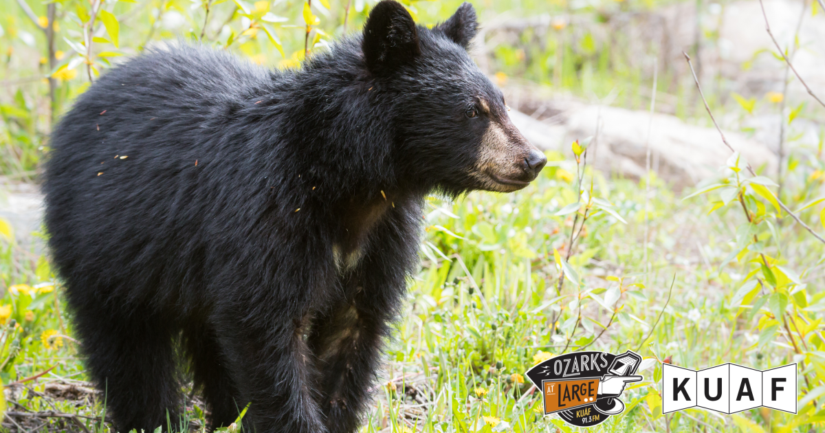 Arkansas wildlife officials warn of black bear activity