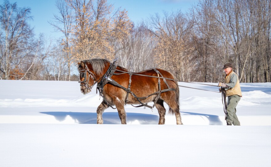 John Beltman drives Jack the draft horse at the Forest History Center in Grand Rapids. In the spring, Jack hauls maple sap from the trees to be boiled into syrup.