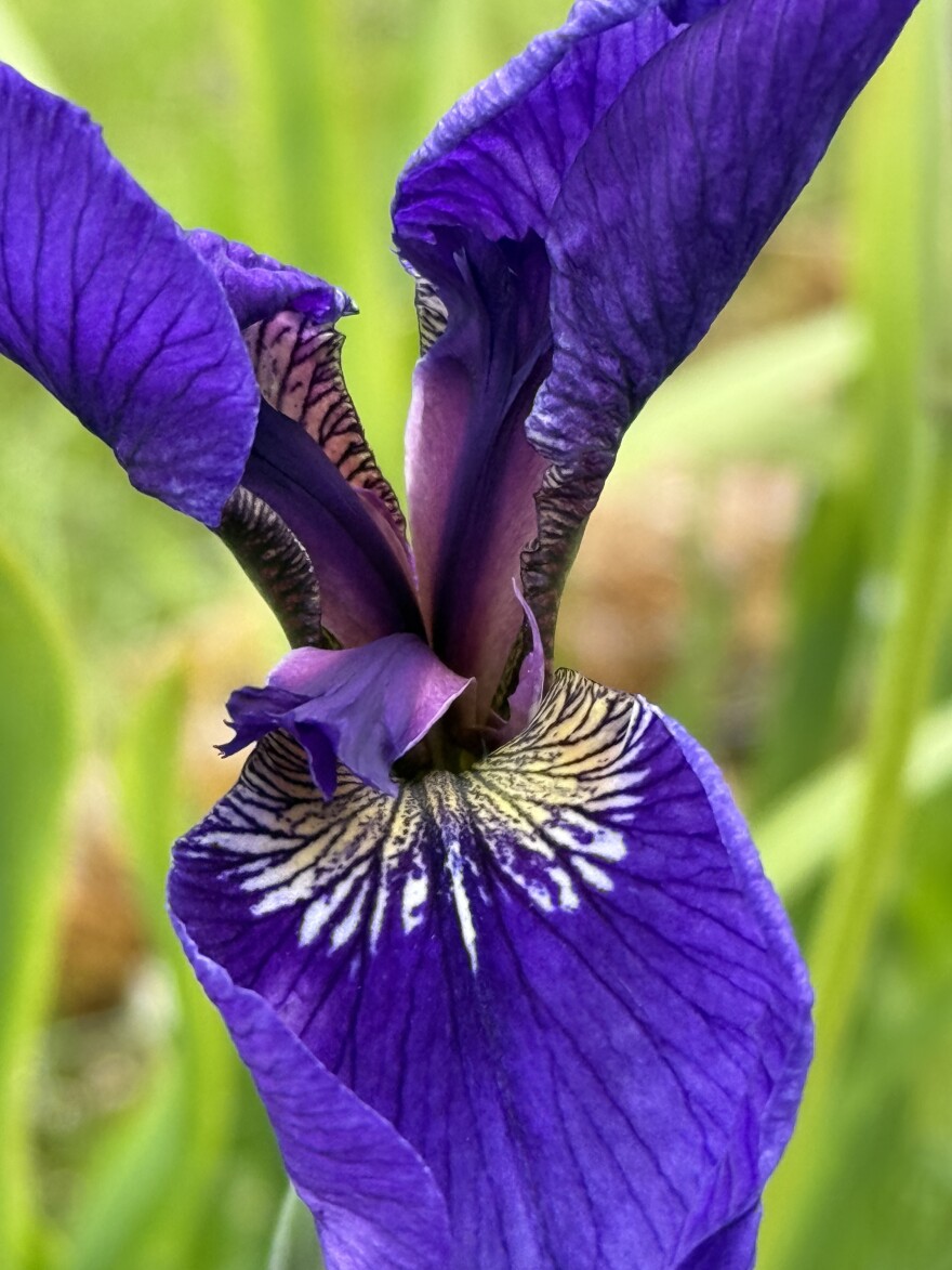 Wild iris on Kodiak Island
