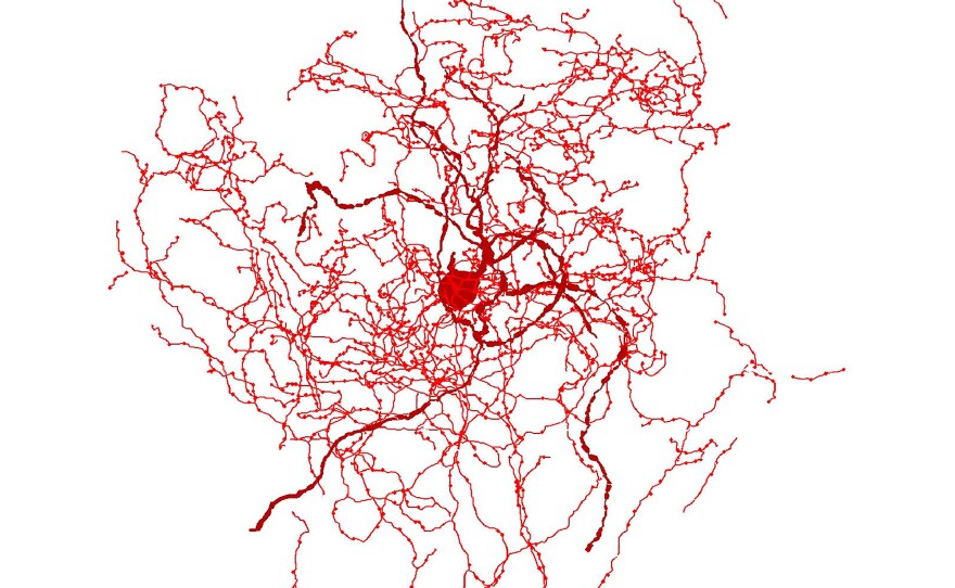 A digital reconstruction of a rosehip neuron.