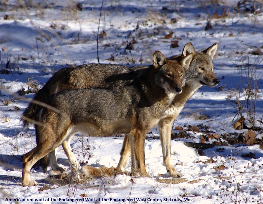 Red wolves