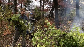 Matthew Albrecht (at front), associate scientist at the Garden's Center for Conservation and Sustainable Development, and volunteer Eva Adams help during a honeysuckle sweep workday at Shaw Nature Reserve in 2018.  
