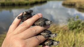 4 terrapin hatched in the Coastal Ecology Lab and about to be released at Elmer’s Island