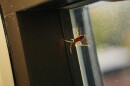 This is a western conifer seed bug, but you can call it a stinkbug. (Concord Monitor photo)