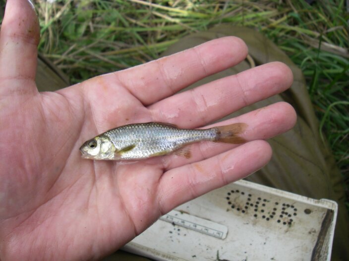 An adult Umpqua chub measures less than 3.5 inches.