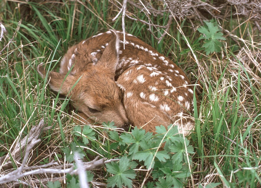 White-tailed deer fawn.