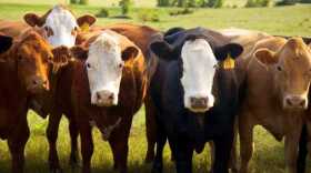File photo of cattle.