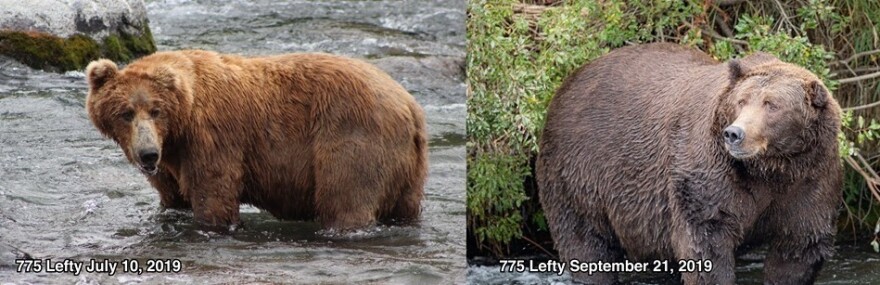 Bear No. 775 (Lefty) gains pounds to prepare for the long winter — and a possible Fat Bear Week victory.